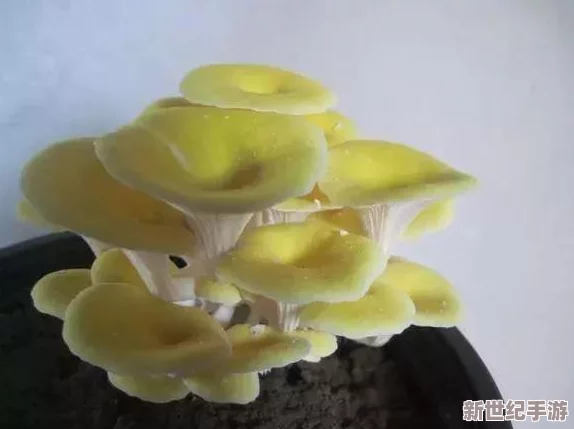 饥荒中的巨型蔬菜：神秘作用助你逆境求生！