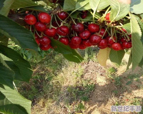 探索流浪者小岛：樱桃的非凡用途与神奇效果全解析