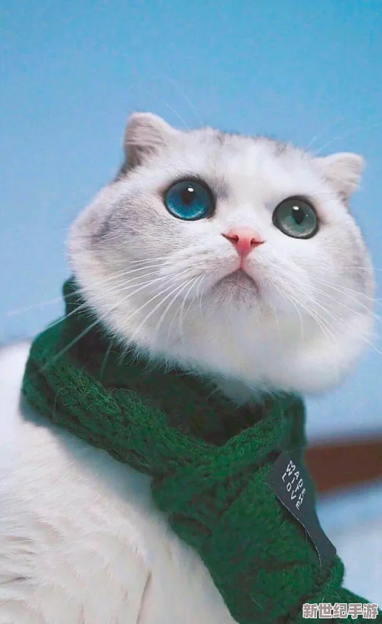 探索妖猫配对奥秘：高效猫咪繁衍策略与效果全攻略指南