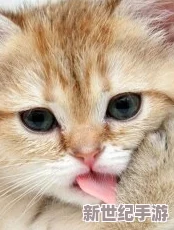 探索妖猫配对奥秘：高效猫咪繁衍策略与效果全攻略指南