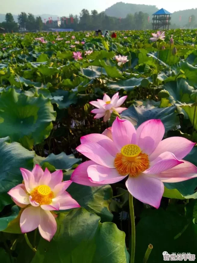 李白领衔：解锁《这城有良田》顶级策略，最强阵容搭配指南与实战优化建议