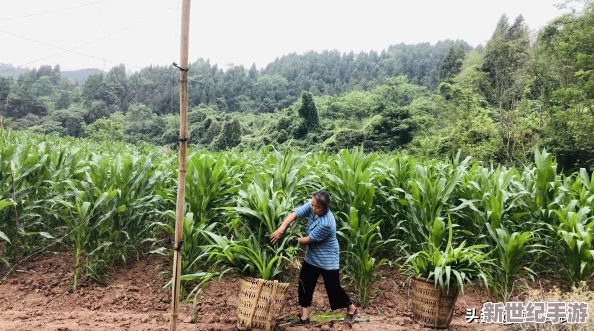 双人房间里拔萝卜：一对情侣在家中进行趣味种植活动，收获满满乐趣与惊喜