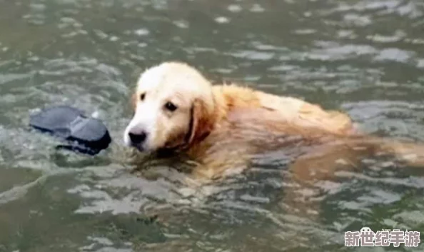 人狗胶配方大全狗狗一天，风雨同舟共渡难