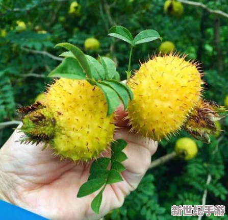 嫩小槡BBBB槡BBBB槡四川：新鲜水果市场热销，消费者青睐健康美味选择