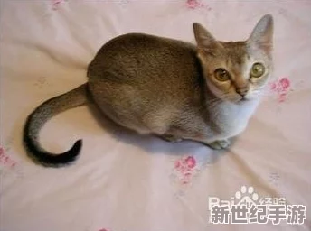 小黄猫传媒：在数字时代如何通过创新内容吸引年轻受众并提升品牌影响力的思考与实践