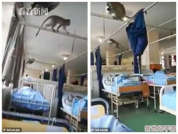 猴子不盖被子长什么？揭秘猴子的生活习性与环境适应能力，了解它们如何在自然中生存