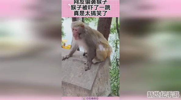 男生女生一起生侯猴子不盖被子，校园趣事引发热议，网友纷纷评论生活中的搞笑瞬间与友情的真谛