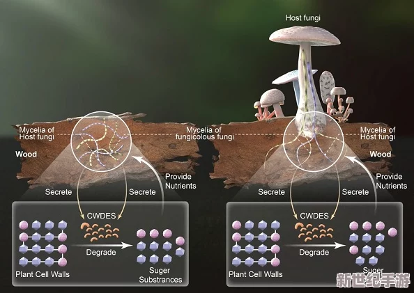 黑暗蘑菇17c：科学家发现新型真菌，揭示其在生态系统中的重要作用与潜在应用价值