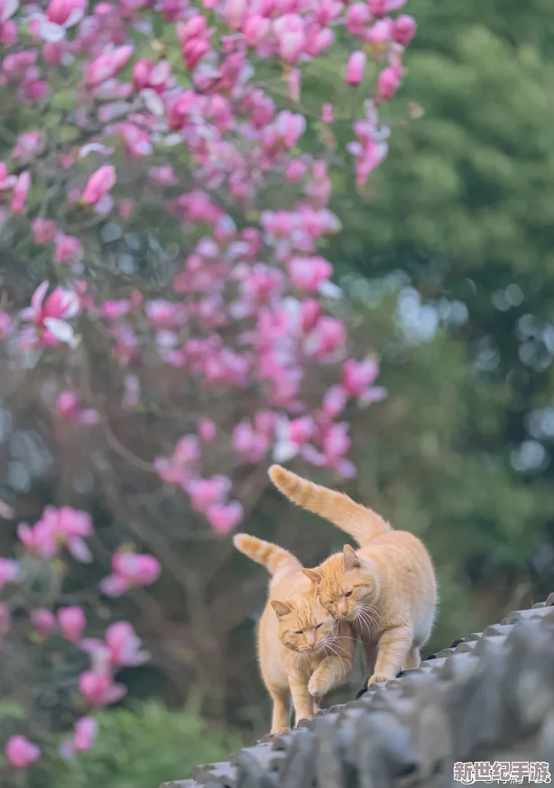 “小色猫：小小身影展现出无限魅力与温暖，成为心灵的陪伴与家庭的欢乐”
