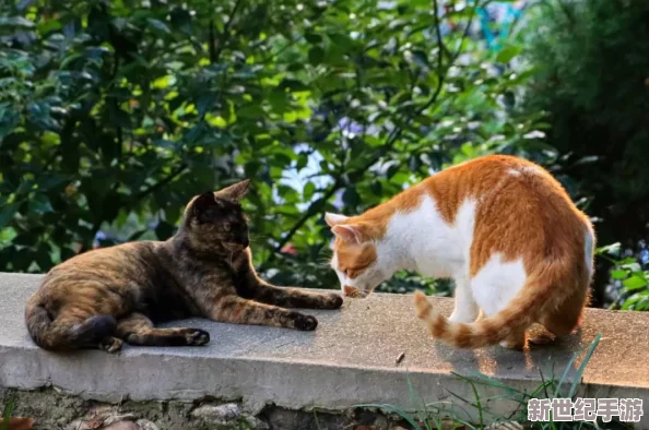 “小色猫：小小身影展现出无限魅力与温暖，成为心灵的陪伴与家庭的欢乐”