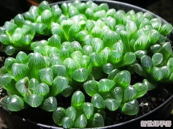 玉露春潮：传闻某知名歌手将在新专辑中合作神秘大咖，粉丝期待值飙升！