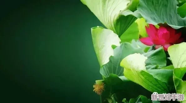 千层莲花裹茎术怎么练？掌握技巧与要点，轻松提升你的修炼水平和效果！