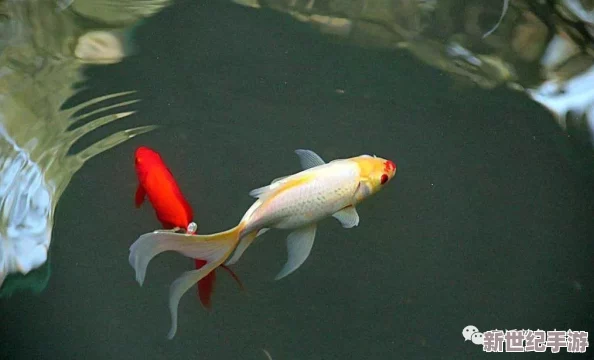 鲤鱼吸水的正确姿势：如何让你的观赏鱼更健康，提升养殖技巧与水质管理的实用指南