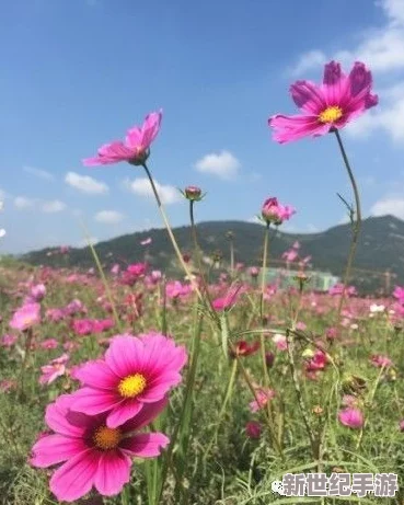 野花日本韩国视频免费8：探索日本与韩国的野花生态，感受两国自然之美与文化交融的独特魅力