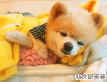 毛茸茸BBBBB：网友热议这一现象，纷纷表达对可爱动物的喜爱与关注，认为它们给生活带来了无限乐趣和温暖