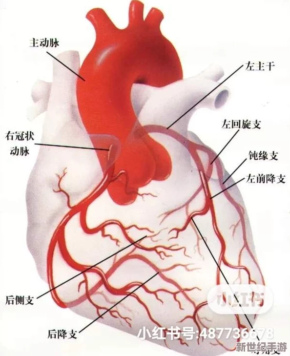 红桃ct：一种新型的心脏影像学技术在冠状动脉疾病诊断中的应用与前景分析