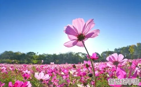 美梦视频大全免费观看：提供丰富多样的美梦视频资源，用户可以随时在线观看，享受高质量的视觉盛宴