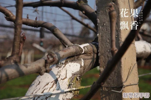 部落冲突策略升级：专为2000杯段休闲玩家定制的五本高效回字形防御布阵艺术