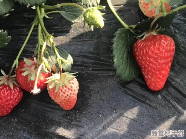 草莓视频18：一款专注于成品人内容分享的平台，提供丰富多样的视频资源，满足用户的不同需求与兴趣