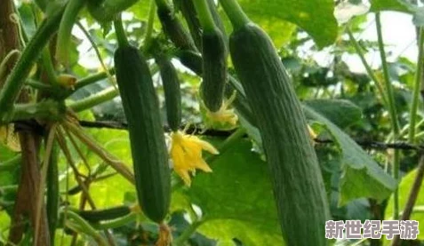 苏州丝瓜晶体有限公司：专注丝瓜提取物的研发与生产，推动天然健康产品的创新应用与市场发展理念