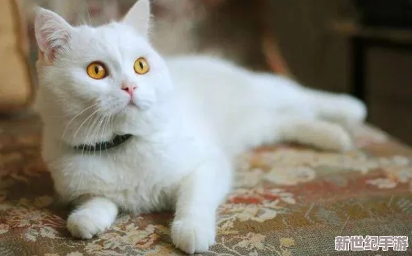 喵咪最新地域网名是什么啥？带你了解当下最流行的猫咪文化与网络趋势！
