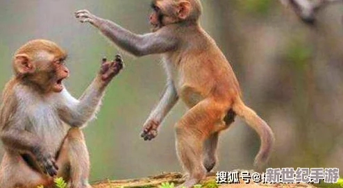 打扑生猴子：震惊全球，科学家发现新方法能有效控制猴子数量，保卫生态平衡！