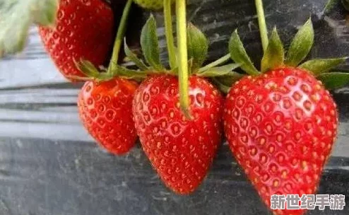 草莓视频2032：意外曝光！震惊世界的草莓视频背后隐藏惊天秘密，引发全网热议与讨论！
