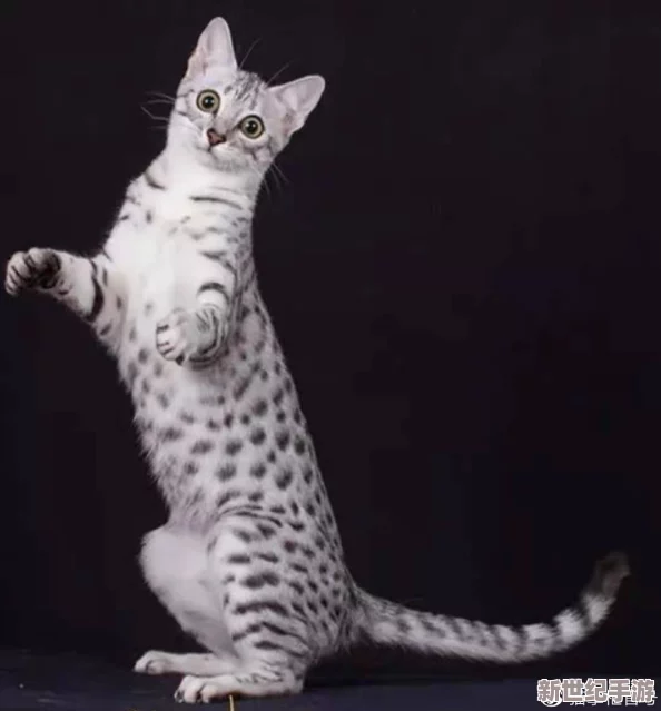 埃及猫舞蹈璜：网友热议这一新兴宠物表演艺术，认为其展现了猫咪的优雅与灵动，令人惊叹不已！