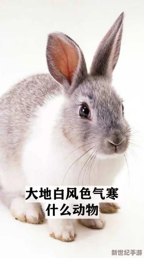 老师的小兔子真好听，竟然在全国比赛中夺得最美小动物第一名，引起全场惊叹！