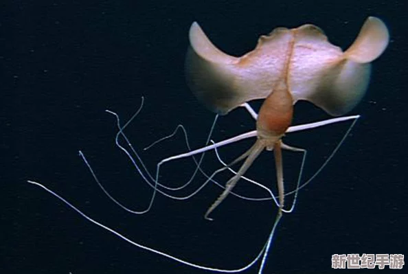 鱿鱼b25777直接进入：解析其生物特性及在海洋生态系统中的重要作用与应用研究