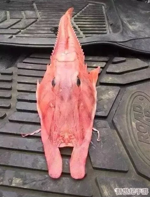被捡来的人鱼干翻了怎么办？目击者称其力量惊人，海洋秘密首次曝光，惊动全球科学界！