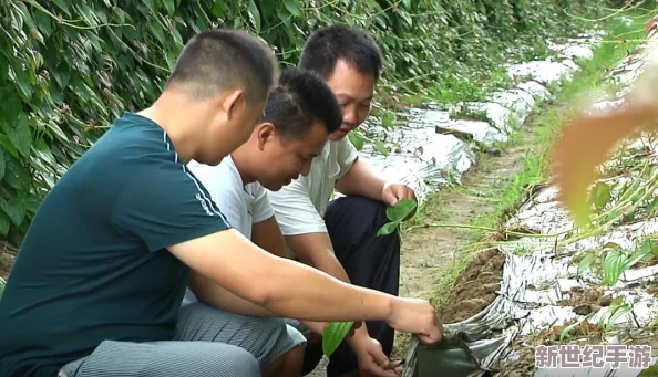 热血江湖游戏中，性价比最高的人参种类是哪一个？
