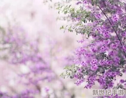 樱花草 a v ：探讨这部作品中的情感表达与视觉艺术的结合，以及其在当代文化中的影响力和受众反响