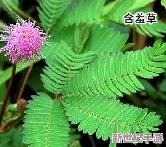 含羞草品种盘点含羞草四大品种：详细介绍了四种主要的含羞草品种及其特性、栽培方法和适宜环境