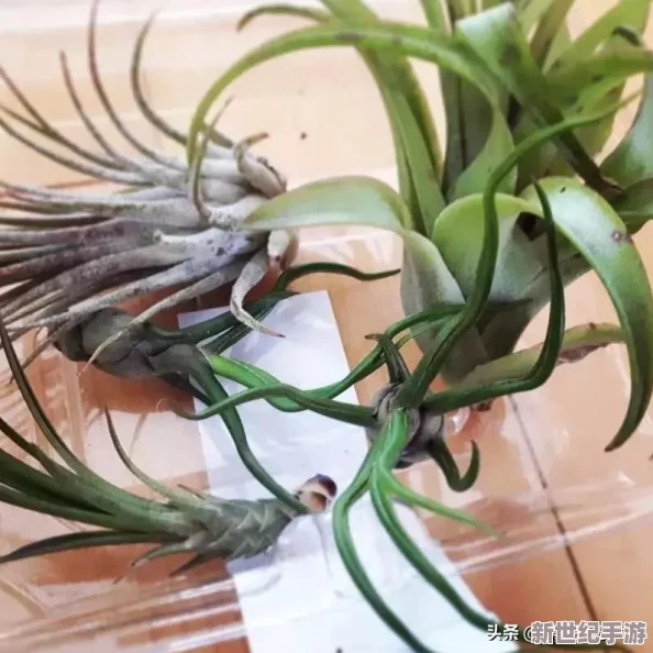 欧美性受xxxx喷水大胸：最新研究揭示女性生理反应与心理状态的深刻联系，引发广泛关注与讨论