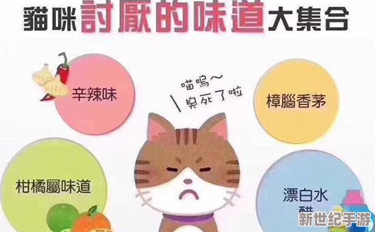 八尺夫人满天星正版惊现市场，背后竟隐藏着不可思议的秘密与神秘的故事！