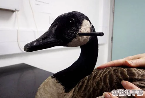 鹅鸭杀游戏中决斗时呆呆鸟是否能知晓另一只呆呆鸟的身份
