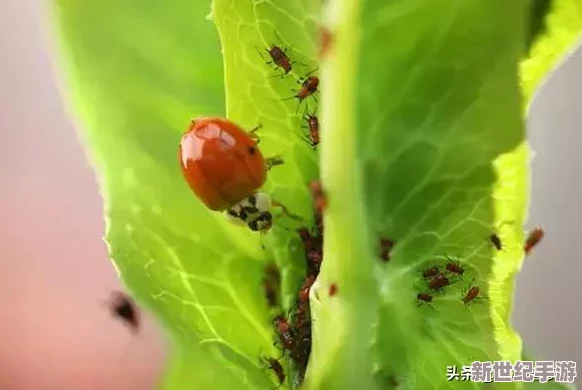 原始传奇游戏中哪个阵营的外观设计更加吸引人眼球？