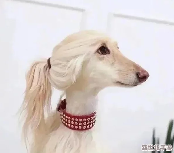 伊洛纳游戏中混沌猎犬（混沌狗）的获取方法全面介绍