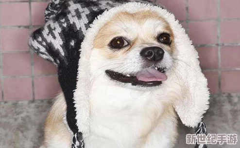 伊洛纳游戏中混沌猎犬（混沌狗）的获取方法全面介绍