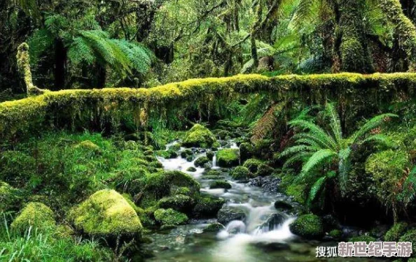 茂密的黑色森林里的小溪：神秘水域中的生物多样性与生态平衡引发科学家们的广泛关注与研究