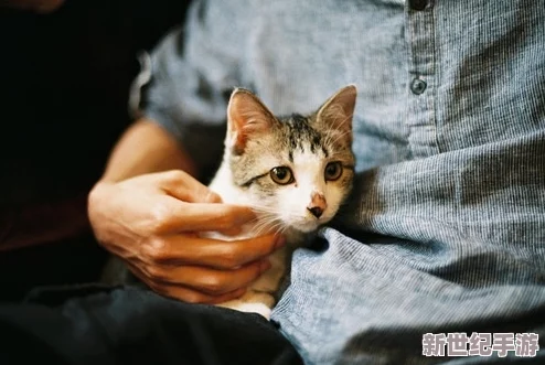 猫咪网站最新地域网名怎么取：分享创意与灵感，助你打造独特的网络身份和个性化品牌