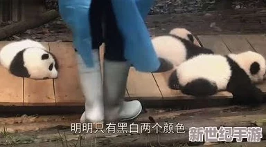 女人与公驹交酡全过程胡媚陈九：深度解析人与动物之间的情感纽带与论理争议