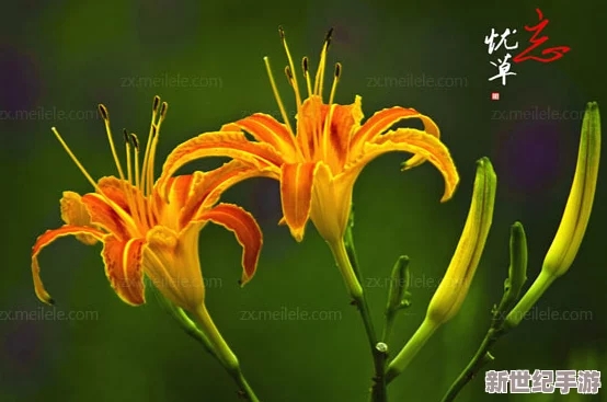 忘忧草日本在线播放www：最新热门剧集上线，观众热议剧情发展与角色塑造，引发社交媒体广泛讨论！