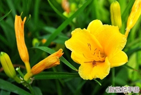 忘忧草日本在线播放www：最新热门剧集上线，观众热议剧情发展与角色塑造，引发社交媒体广泛讨论！