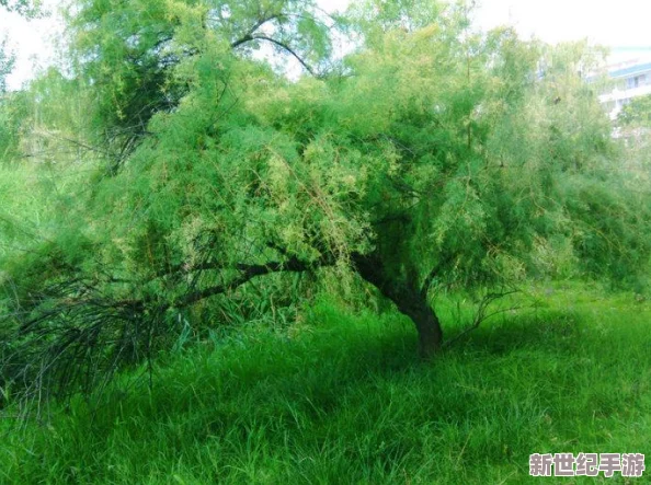 神都夜行录风雨令效果详解：是否值得入手？建议搭配风伯雨师使用攻略