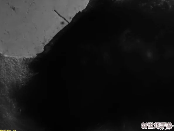 AAAAA及毛皮最火的一句话：这句经典语录引发了广泛关注，成为时尚界和消费者讨论的焦点，体现了对奢华与品质的追求
