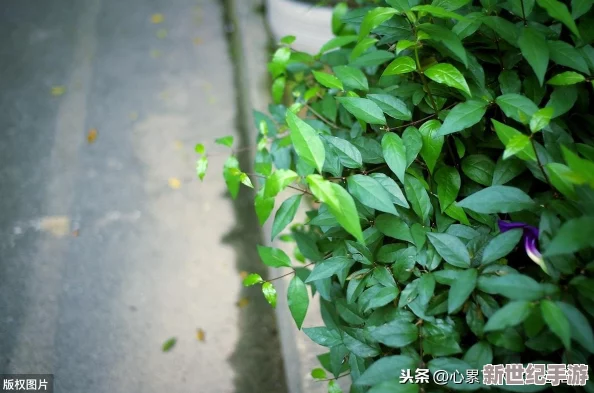火影忍者手游忍传玩法深度解析：无法感悟问题全面剖析与解决策略