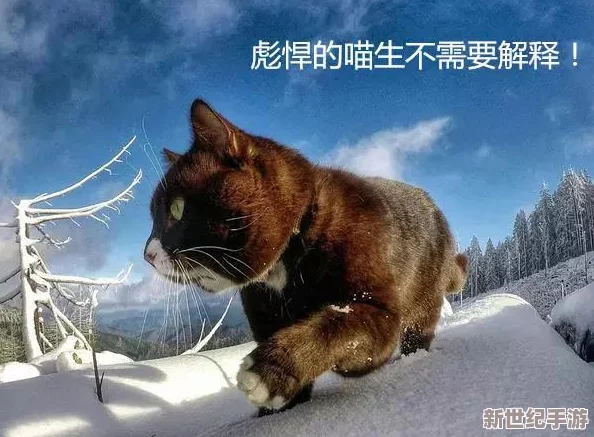 猫のひたいほどワイドテーマ曲：全新改编版即将发布，带你领略不一样的音乐魅力与情感共鸣！