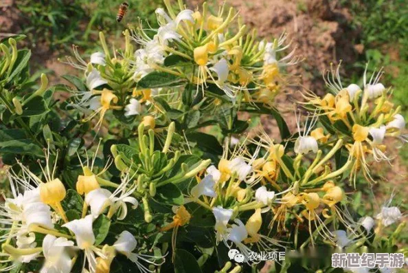 过度开发pop金银花引发生态危机，专家呼吁加强保护措施以维护生物多样性和可持续发展